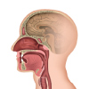 ENT (Ear, Nose, Throat)